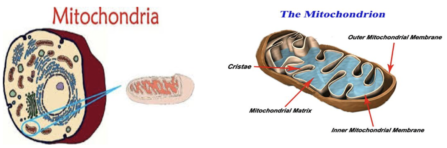 الميتوكندريا وظيفة الخلية